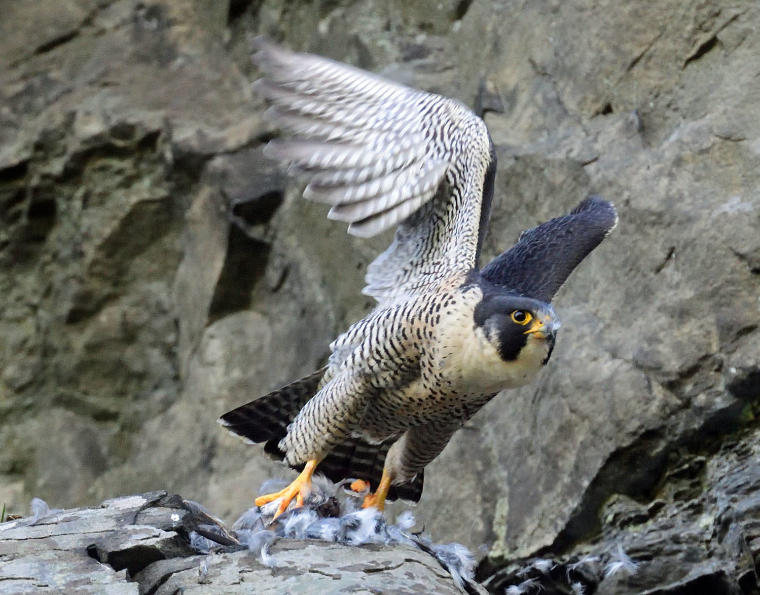 This adult peregrine launched itself into the air after finishing a meal, a bird it caught in mid-air. Peregrines feed almost exclusively on birds caught in this manner. This was an active nesting area; as the young grow larger, they require more and more food and that keeps both adults busy foraging for the eyases (falcon young). Among the species list of birds brought to this nest scrap was a pigeon and several blue jays.